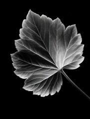 Poster - Black and white close-up of a leaf showcasing intricate vein patterns against a dark background