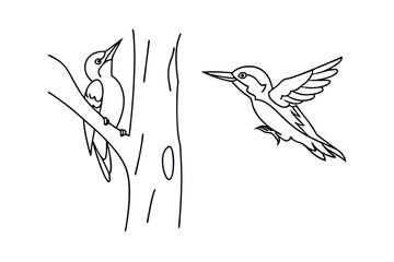 simple black and white woodpeckers one perched on tree branch and one in flight