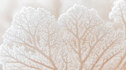 Delicate, intricate, white network of branching veins on a pale,  organic form