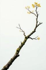 Wall Mural - Long thin branch with moss and lichen on white background, lichenous, trees, foliage