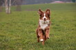 © flucas - A brown and white dog is running through a field