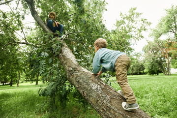 Wall Mural - Candid scene of two adventurous young children climbing tree in park or forest, brothers enjoying activities in nature