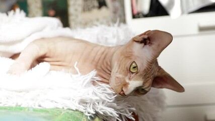 Aufkleber - A domestic cat is relaxing on a soft, fluffy white blanket