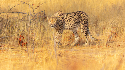 Wall Mural - Alert Cheetah (Acinonyx jubatus), a spotted big cat and fast runner,  in tall savanna grass in northern Namibia
