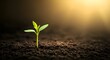 Sprout Growing in Soil Under Sunlight