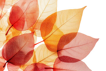 Poster - Colorful collection of autumn leaves in various shapes and hues, perfect for seasonal decorating and nature-inspired designs