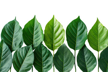 Poster - Collection of five green leaves on a transparent background showcasing various shades and textures in a natural setting with sunlight highlighting their features