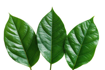 Aufkleber - Collection of five green leaves on a transparent background showcasing various shades and textures in a natural setting with sunlight highlighting their features