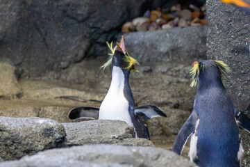 northern rockhopper penguin at a local zoo