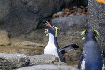 northern rockhopper penguin at a local zoo