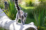 A ring-tailed lemur at a local zoo