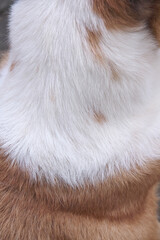 Wall Mural - White brown dog fur texture natural background