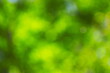 © 写真小僧 - 新緑と光をぼかした緑の背景素材