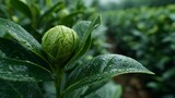 A vibrant green gardenia bud unfolds amidst lush foliage glistening with morning dew drops in a tranquil outdoor setting.