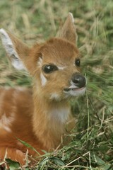 Wall Mural - closeup of little sitatunga relaxing on the grass