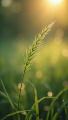 Leinwandbilder - Sunlit Green Grass Ear: A Serene Nature Scene with Bokeh and Soft Light