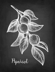 Canvas Print - apricot branch chalk sketch.