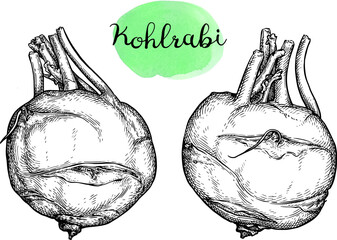 Wall Mural - kohlrabi ink sketch