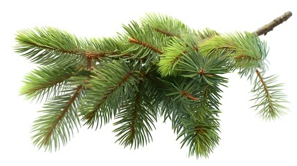 A fir tree branch with green needles on a white background.