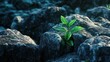 © nur - Small plant growing among rocks