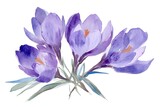 Watercolor painting showcases vibrant purple crocus flowers gracefully blooming with green leaves, transparent background