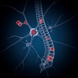 © ❤  Nancyvoz68❤  - A dynamic graphic showing interconnected neurons with chronic inflammation in the spinal cord, representing the impact of transverse myelitis on neural signaling.