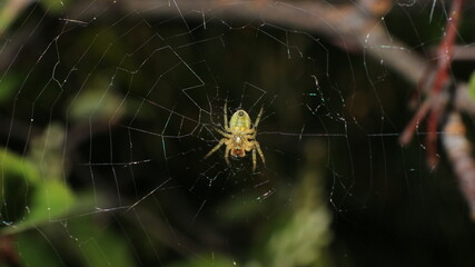 spider on web