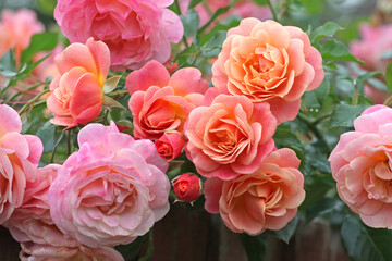 Wall Mural - Peach and apricot pink climbing rose, rosa ‘Peach Melba’, in flower.