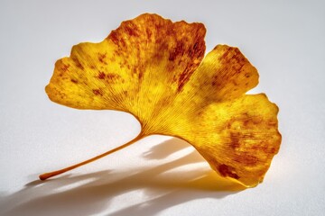 Poster - Gingko Leaf With Golden Light on White Background, Symbolizing Autumn Season and Natural Beauty for Wellness and Mindfulness Campaigns : Generative AI