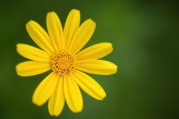 Aufkleber - A single yellow daisy in focus against a blurred green background.