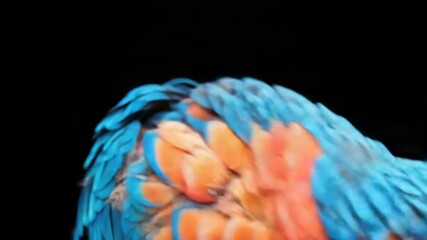 Poster - Colorful bird portrait on a dark backdrop, great for use in wildlife or nature-themed designs