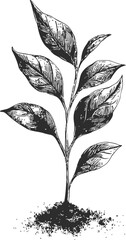 Poster - Monochrome sketch of a growing plant with detailed leaves and soil texture. Vector illustration