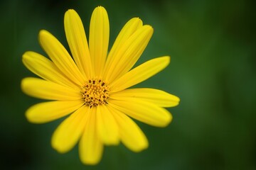 Aufkleber - A single yellow daisy flower in focus against a blurred green background.