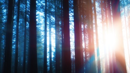 Wall Mural - serene forest landscape with tall trees and sunlight filtering through the foliage