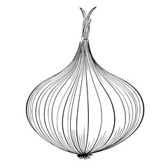 Poster - Intricate line art design of an onion showcasing its unique shape and texture