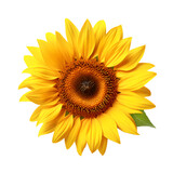 blooming sunflower blossom on transparent background