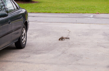 a northern gray squirrel (sciurus carolinensis) playing on the concrete driveway and on the front la
