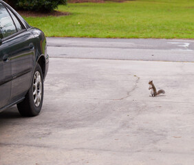 a northern gray squirrel (sciurus carolinensis) playing on the concrete driveway and on the front la