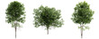 © Chayanee - Ash tree collection with dense green foliage on transparent background.3d rendering