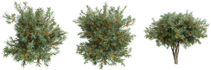 Fototapete - Sea buckthorn (Hippophae) trees with orange berries on transparent background.3d rendering