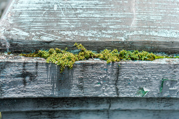 Poster - Captured is the tranquil resilience of nature as tiny plants thrive atop aging weathered stone, showcasing nature's persistent beauty against a textured backdrop that fascinates.
