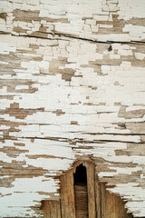 Poster - Weathered wood surface with flaking white paint offers a rustic backdrop, showcasing texture and age. This aged timber could be used as a graphic resource for many creative concepts.