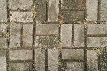 Poster - An overhead shot shows paving stones on a walkway. The stones are gray and rectangular, with moss and weeds growing between them. It shows weathering and a natural, textured background.
