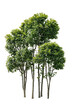 © farid4kbar - Isolated group of thin-trunked deciduous trees with light green foliage against white background, ideal for landscape architecture and environmental design projects
