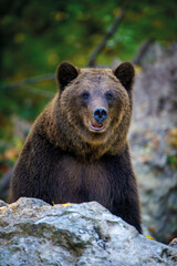 Wall Mural - brown bear on branch in summer forest. animal in nature habitat. wildlife scene