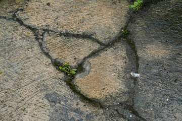 Poster - Cracked concrete surface with small plants emerging, suggesting resilience and nature reclaiming urban spaces. This image features texture and visual interest, ideal for backgrounds.
