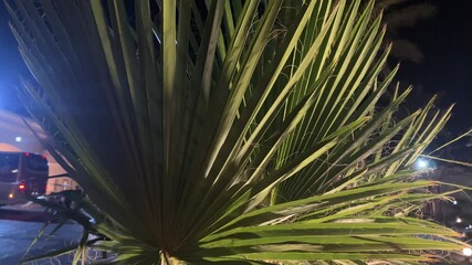 Wall Mural - Vibrant palm leaves are showcased under the bright glow of outdoor lighting during the night. The surroundings hint at a tropical atmosphere and serene environment.