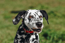 ダルメシアンの動物肖像画 無料画像 - Public Domain Pictures