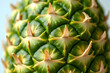 © winnie - The surface of green pineapple,Medicinal properties of the pineapple It helps treat a variety of diseases such as dysentery, gonorrhea diuretic to relieve scar