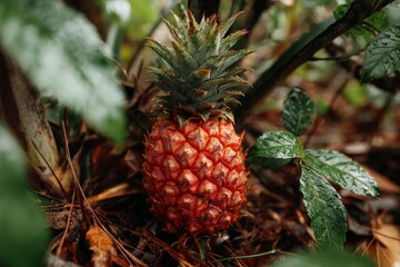 Poster - Bright pineapple growing on lush green foliage in a tropical garden during a rainy day